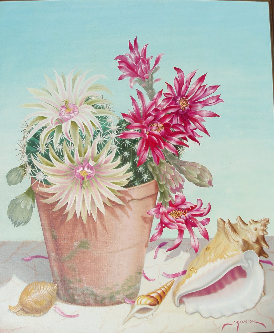 Cactus blancos y rosados con conchas