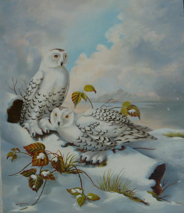 Lechuzas de la nieve